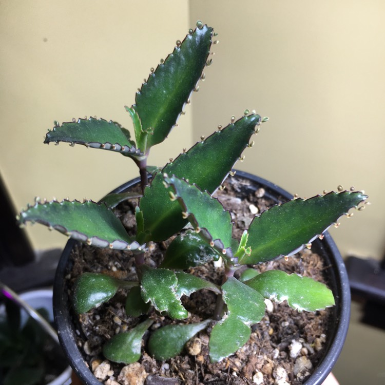 plant image 1215287