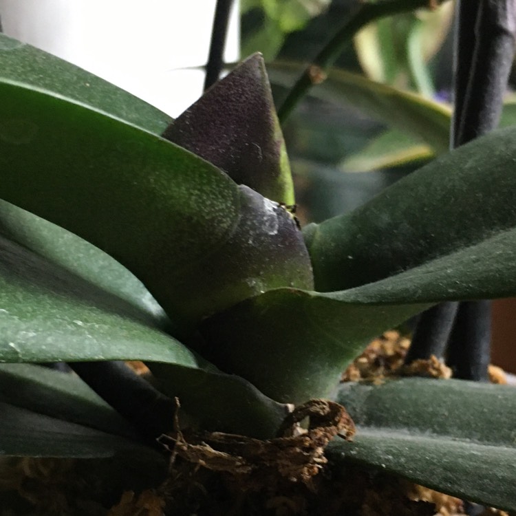 plant image 1226136 plant image 1226136
