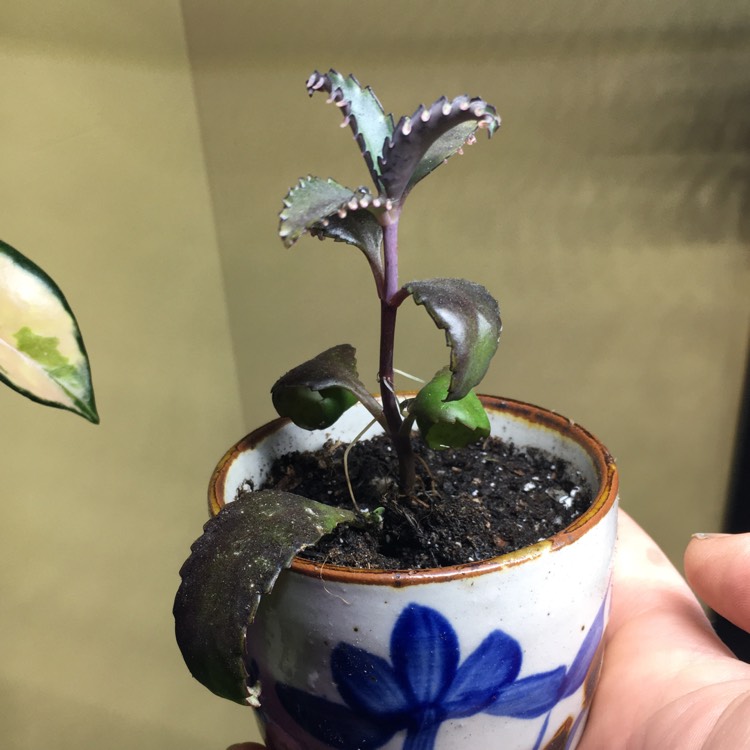 plant image 1231126