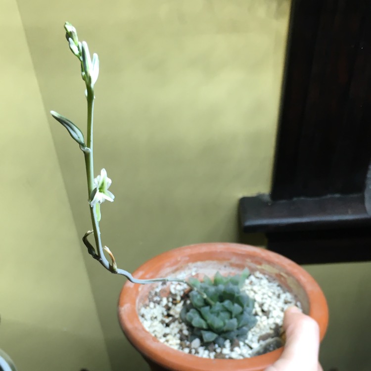 plant image 1237976 plant image 1237976