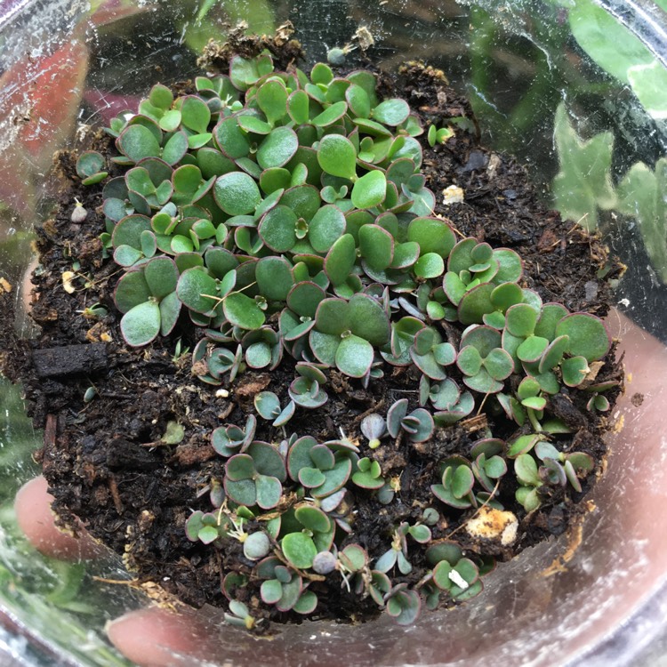 plant image 1239746
