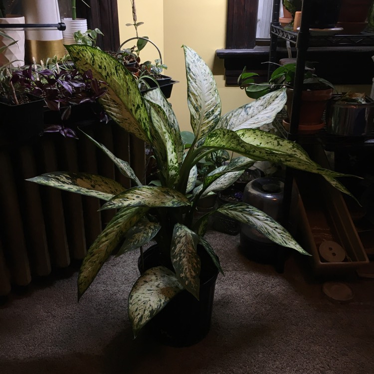 Plant image Dieffenbachia 'Star Bright'
