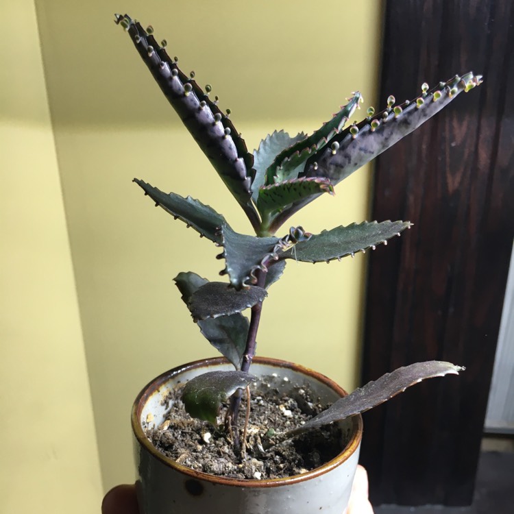 plant image 1246646
