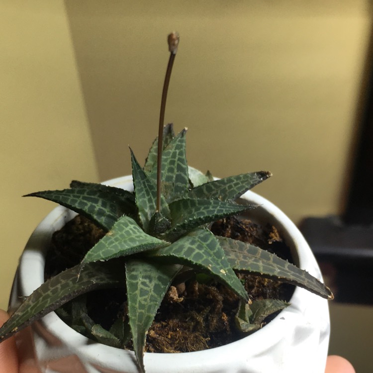 plant image 1247612 plant image 1247612