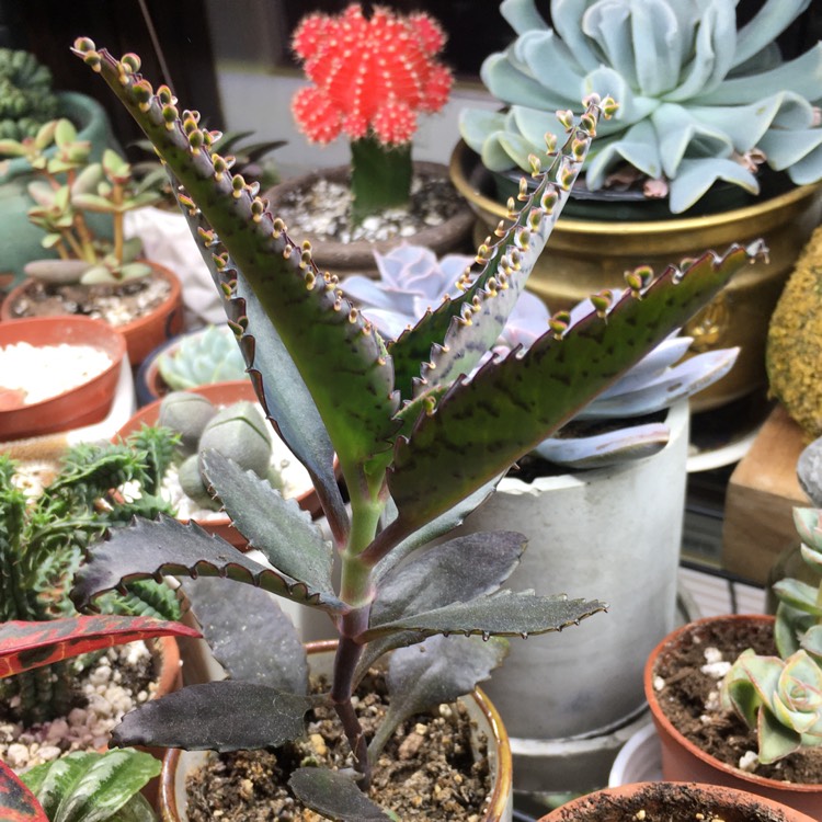 plant image 1253054