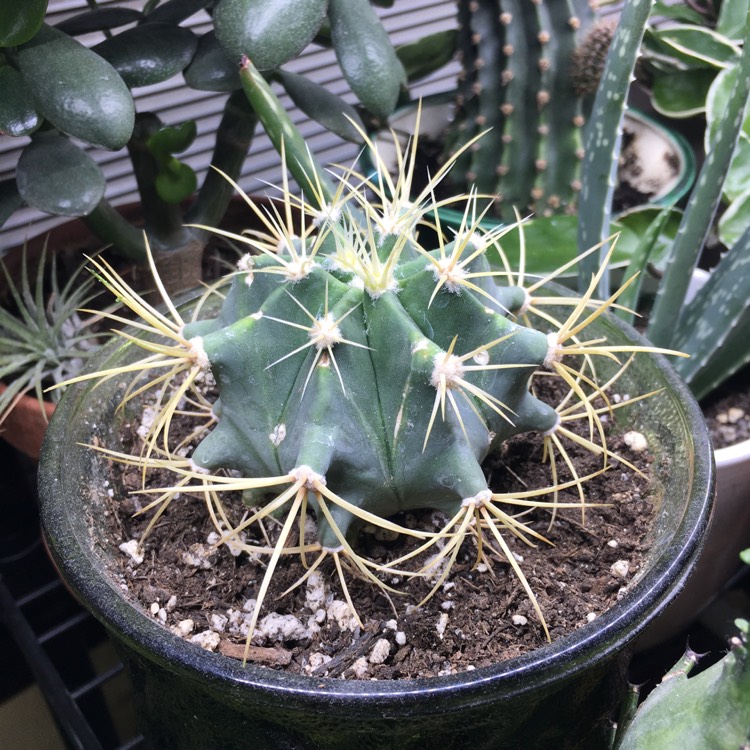 plant image 1262537 plant image 1262537