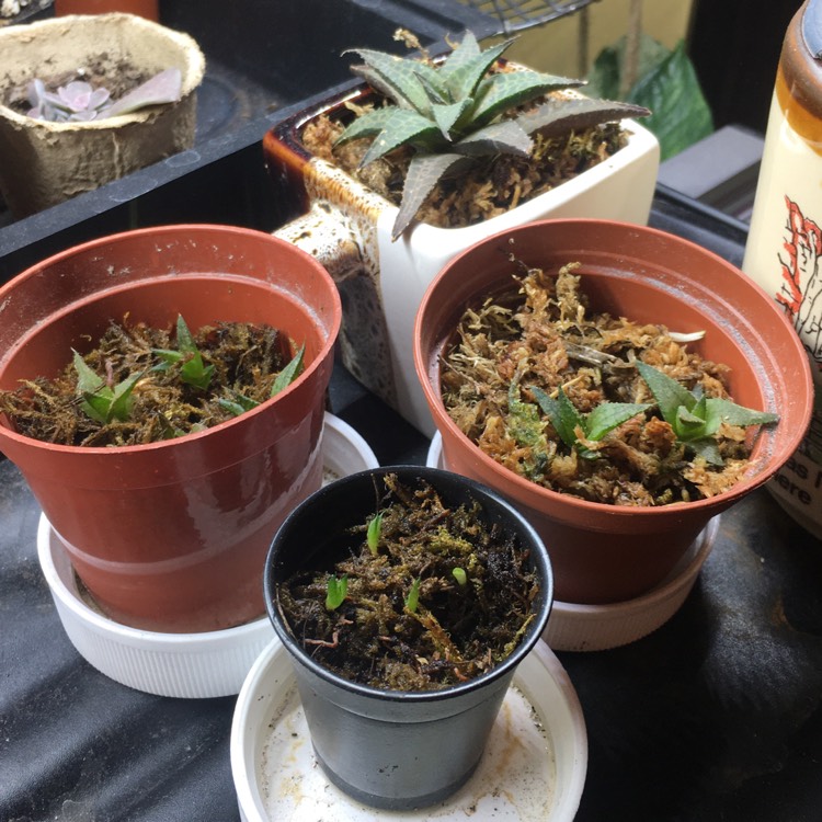 Plant image Haworthia Tessellata