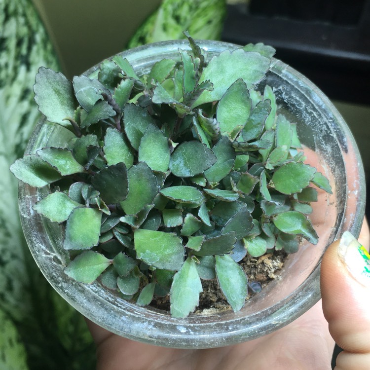 plant image 1265718