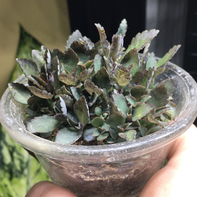 plant image 1271325