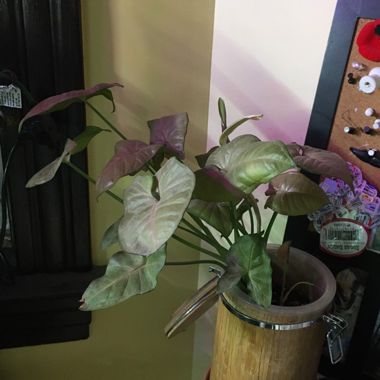 plant image 1271341 plant image 1271341