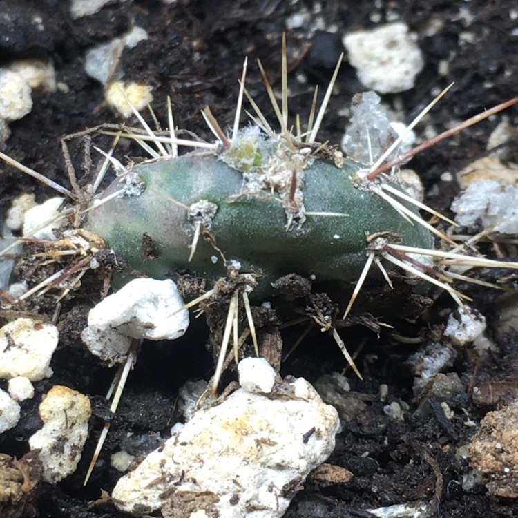 plant image 1275720 plant image 1275720