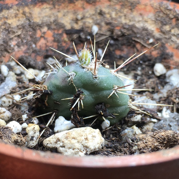 plant image 1277534 plant image 1277534