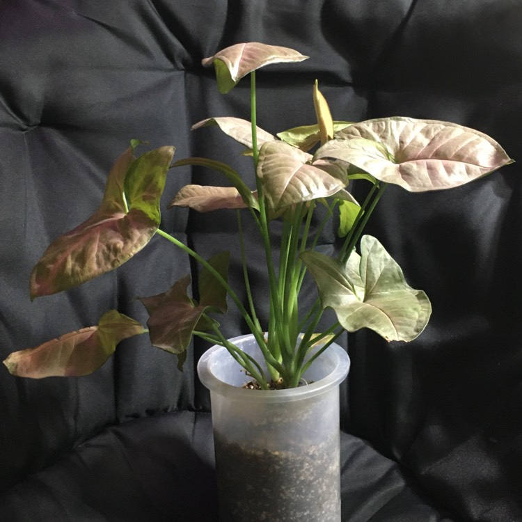 plant image 1297616 plant image 1297616