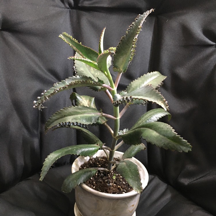 plant image 1360939