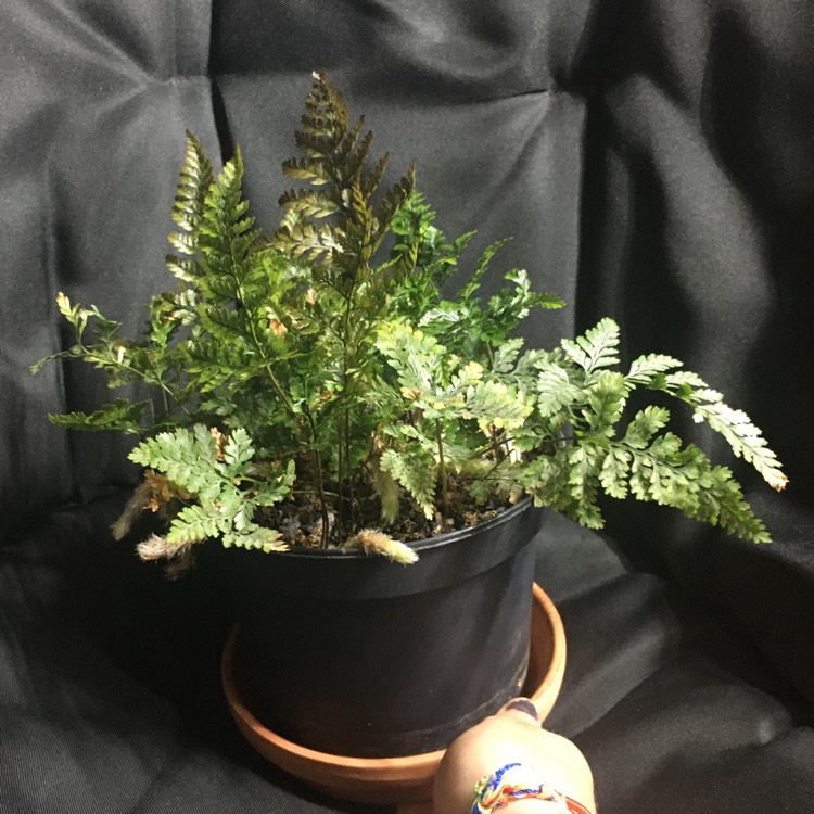 plant image 1361715 plant image 1361715