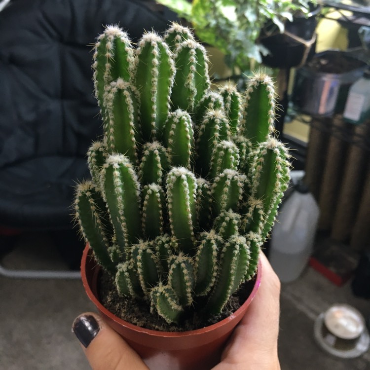 plant image 1365106 plant image 1365106
