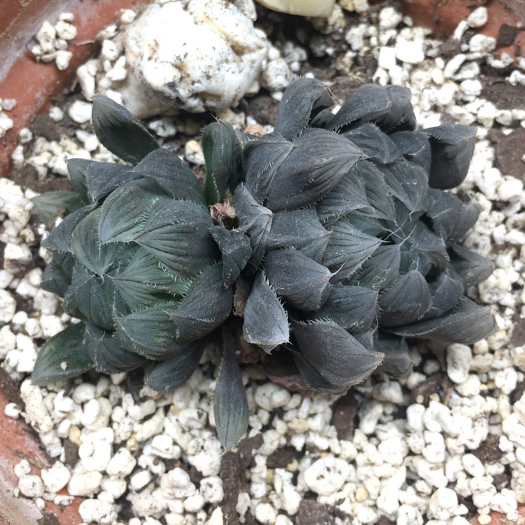plant image 1382938 plant image 1382938