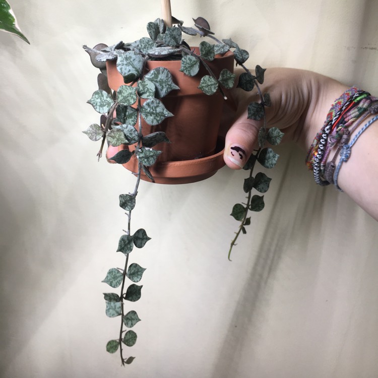 plant image 1382954