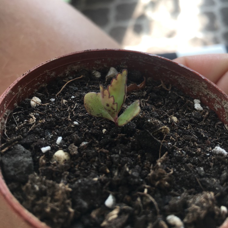 plant image 1394771
