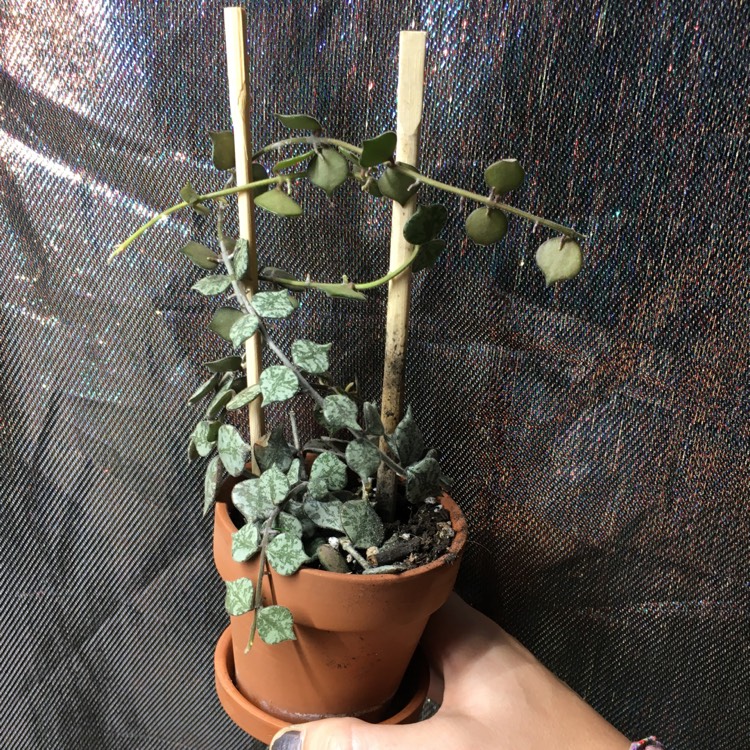plant image 1395798