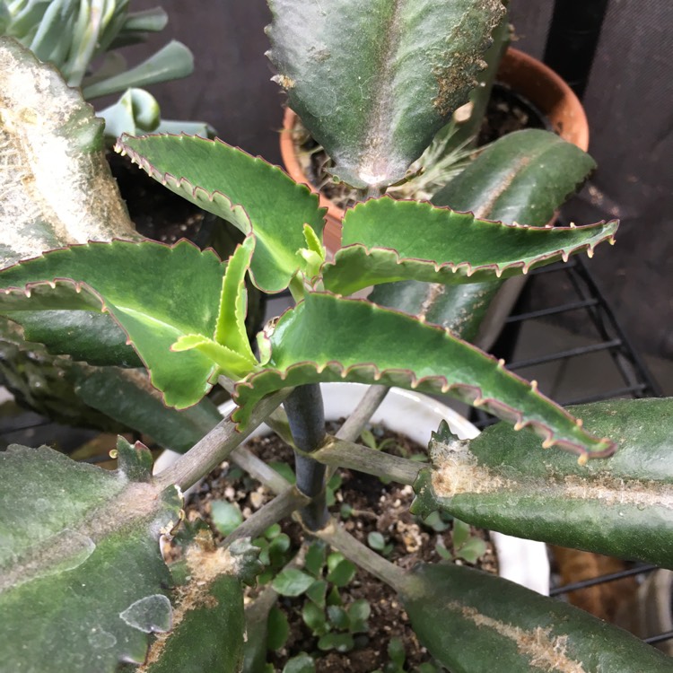 plant image 1398679