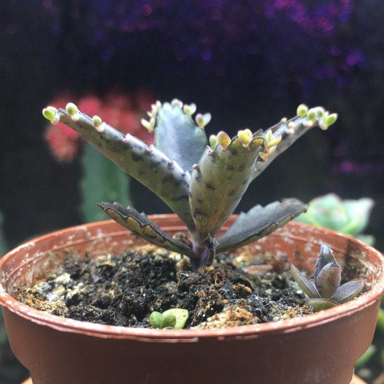 plant image 1416174