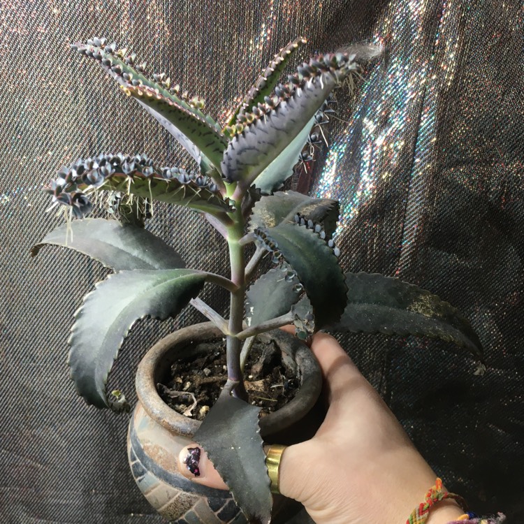 plant image 1416175