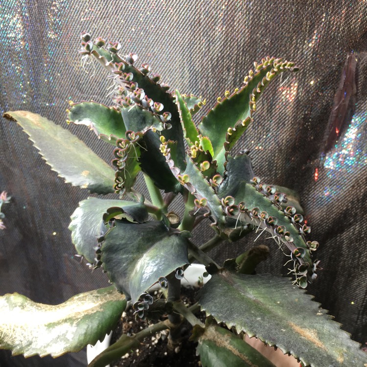 plant image 1416176