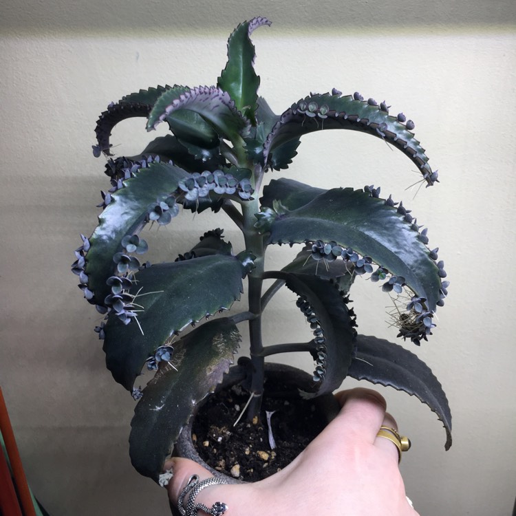 plant image 1430185