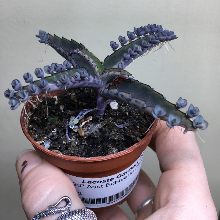 plant image 1430186