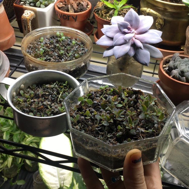 plant image 1435863