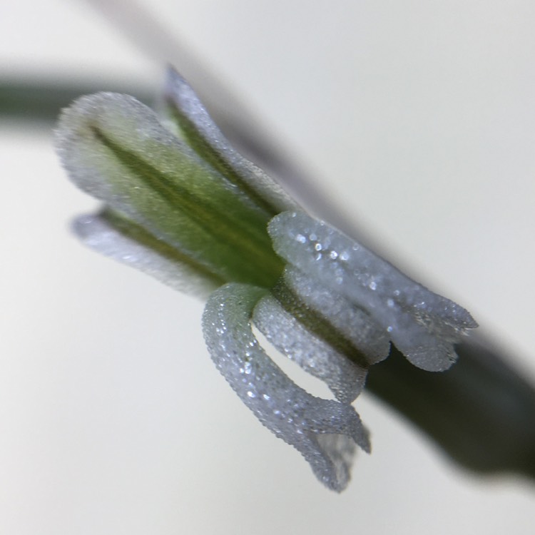 plant image 1438638 plant image 1438638