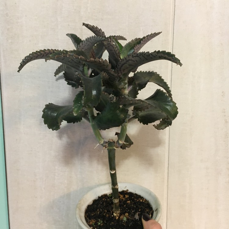 plant image 1443964