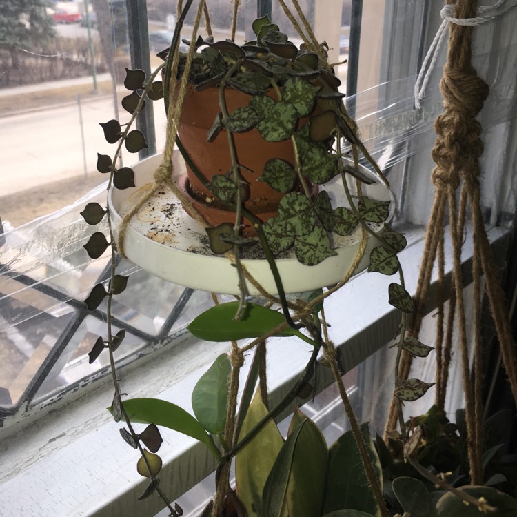 plant image 1454549
