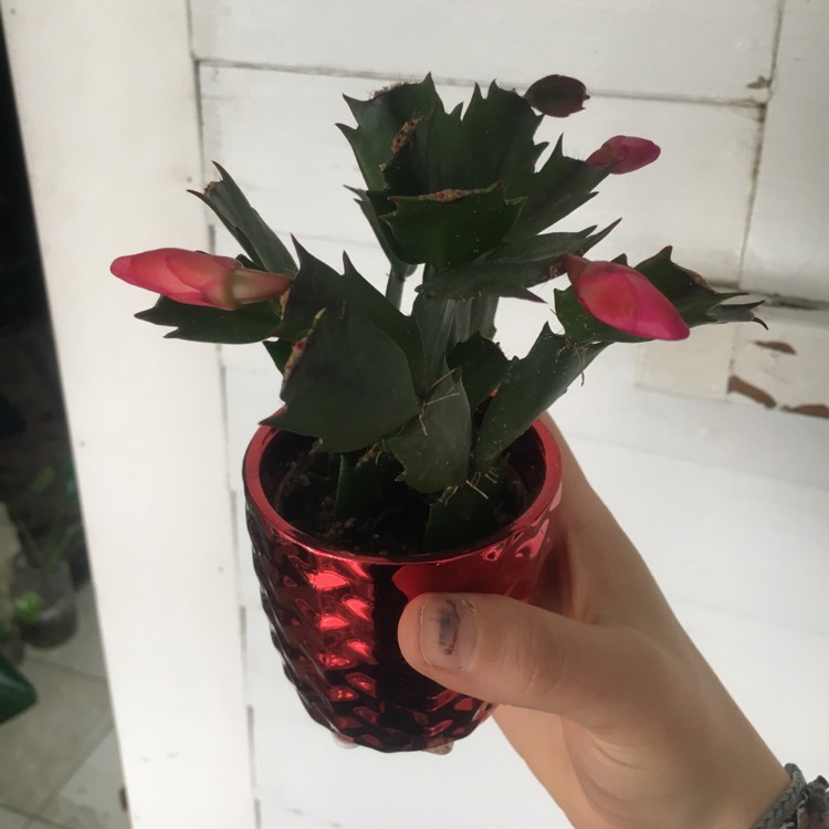 plant image 1471159 plant image 1471159