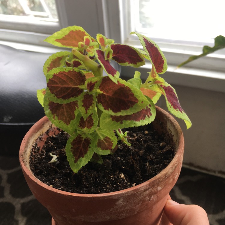 plant image 1473802 plant image 1473802