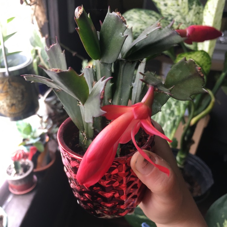plant image 1473826 plant image 1473826