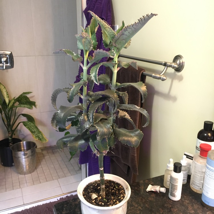 plant image 1477077
