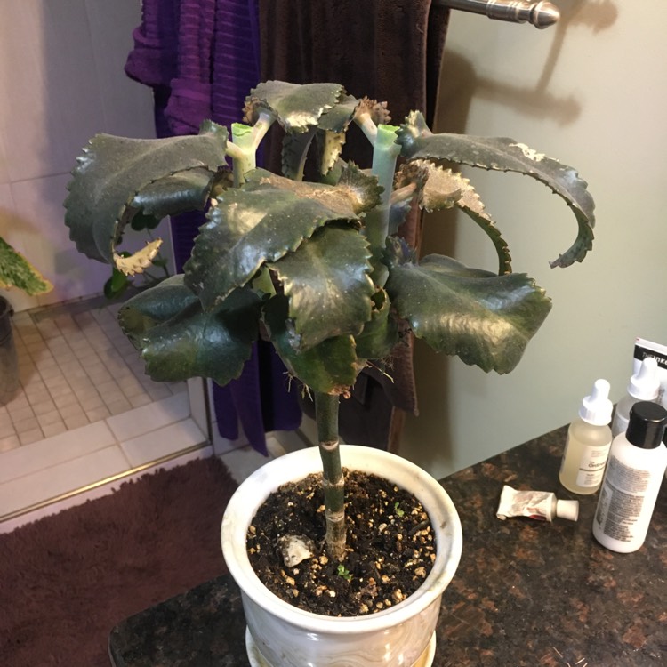 plant image 1477083