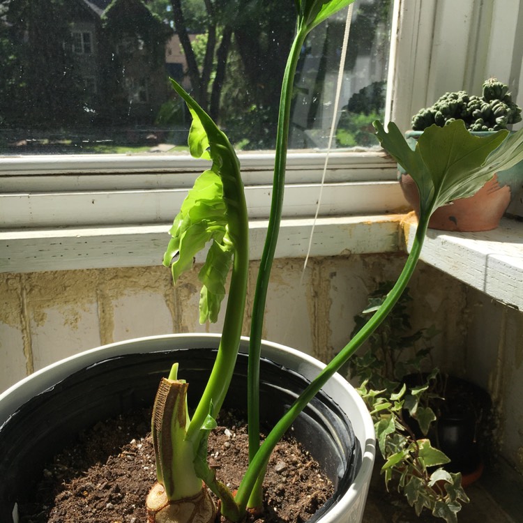 plant image 1497190 plant image 1497190