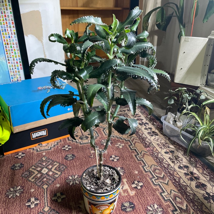 plant image 1540275