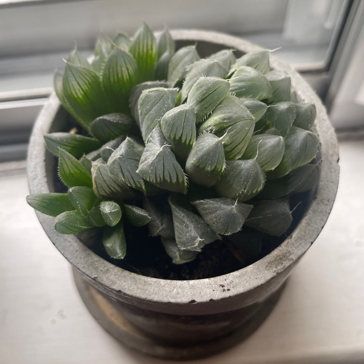 plant image 1540508 plant image 1540508