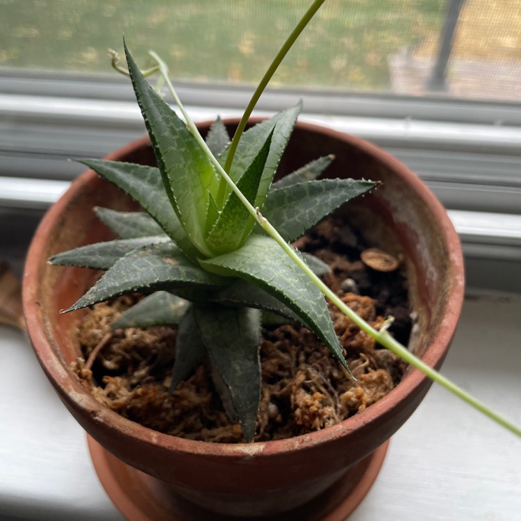 plant image 1540510 plant image 1540510