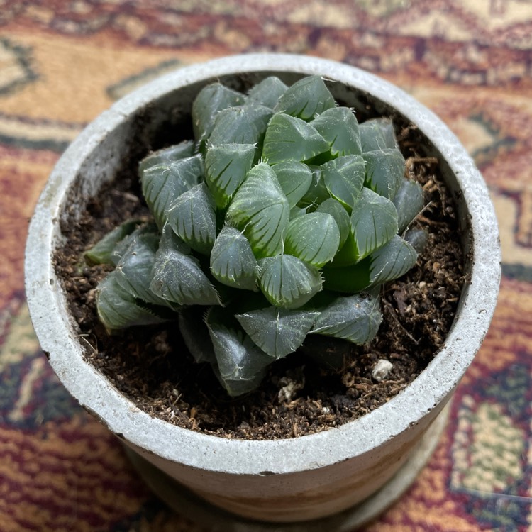 plant image 1540512 plant image 1540512
