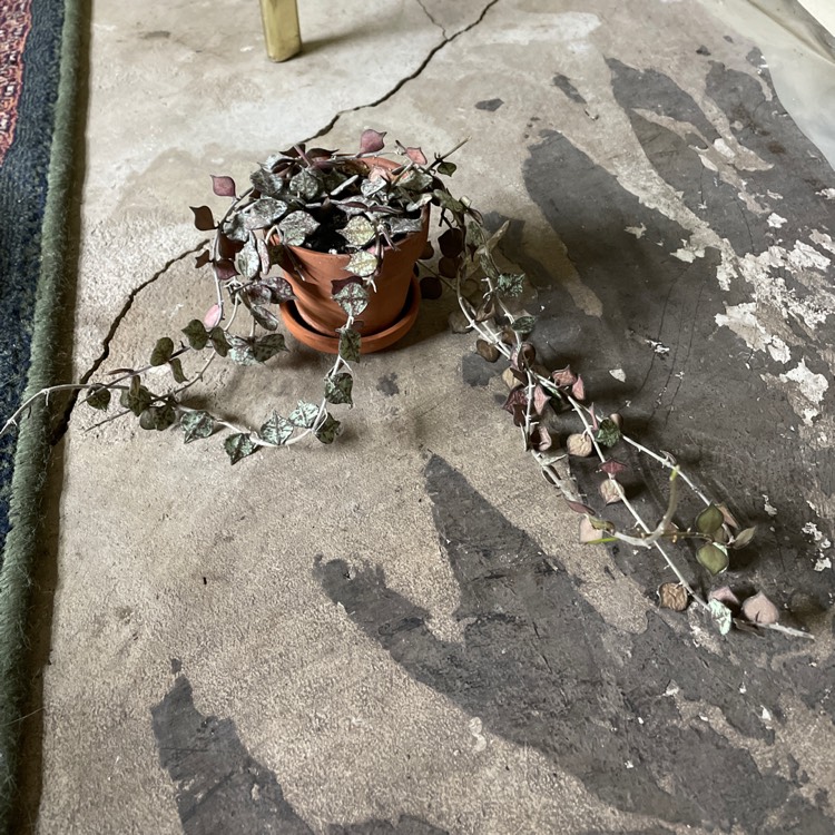 plant image 1540513