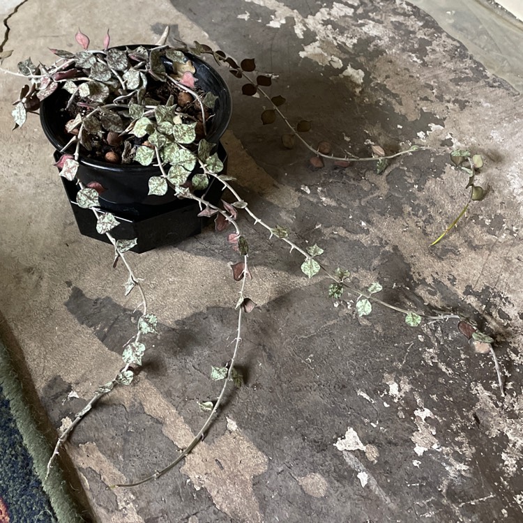 plant image 1540515