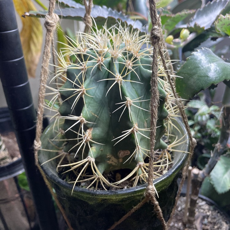 plant image 1548127 plant image 1548127