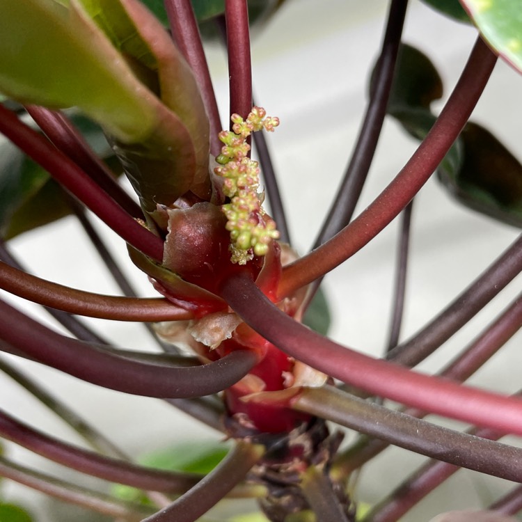 plant image 1567454 plant image 1567454