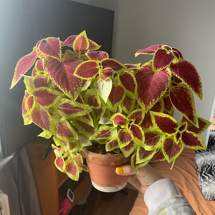 plant image 1575171 plant image 1575171