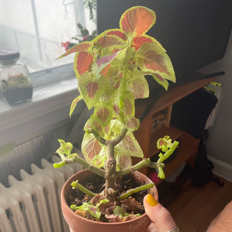 plant image 1575173 plant image 1575173